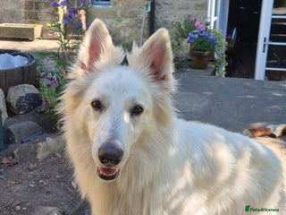 White Swiss Shepherd dogs - Advert 25