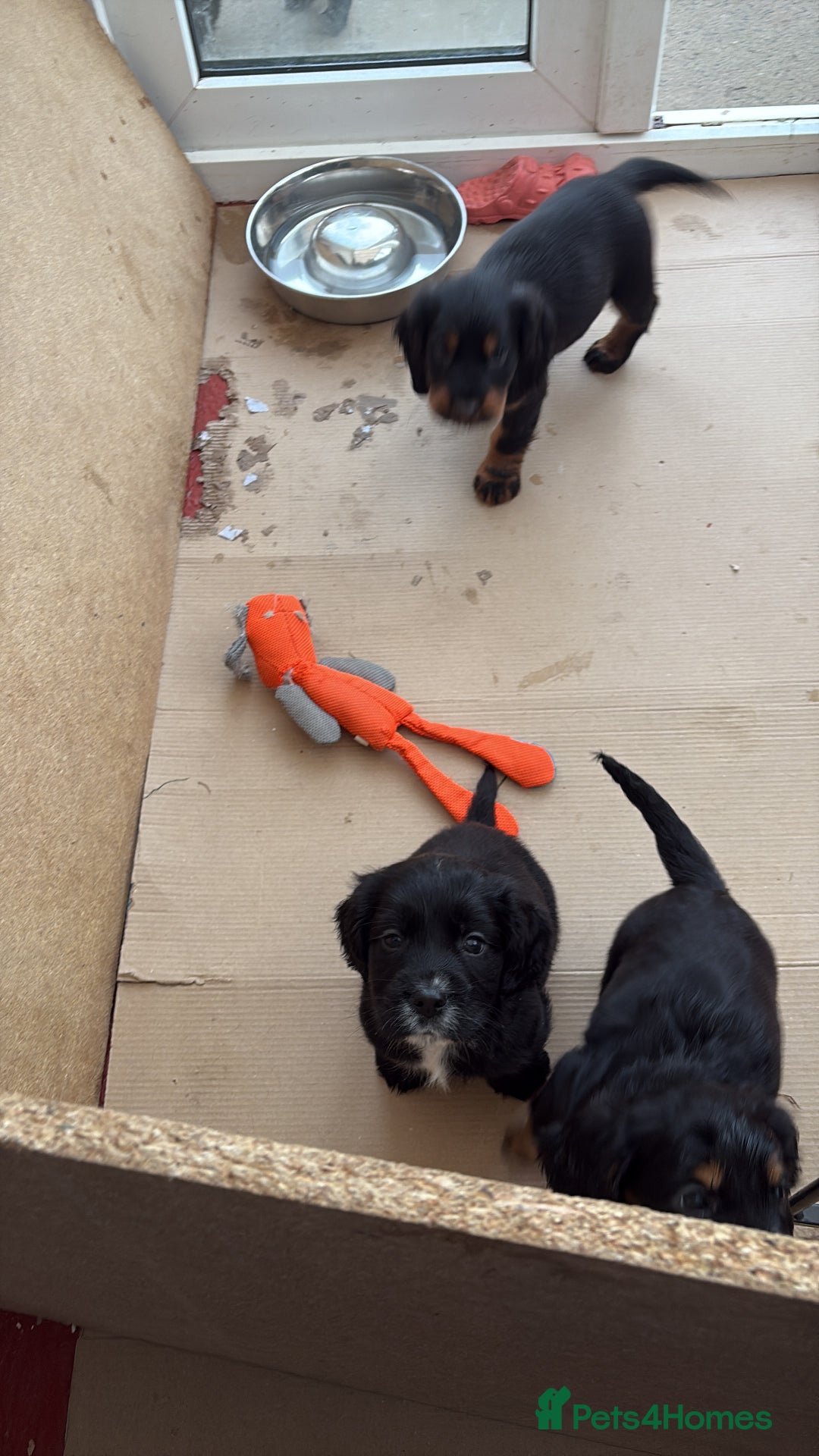 Cocker Spaniel dogs for sale: Beautifully marked Cocker Spaniel Pups For Sale - Advert 22