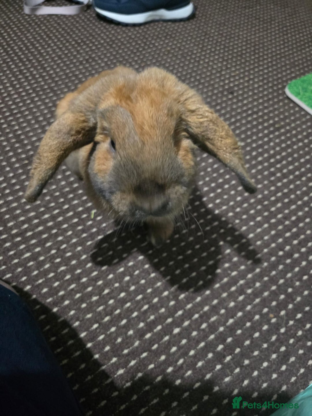 English Lop rabbits for sale: 2 male rabbits who are brothers - Advert 4