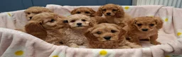 Cavapoochon dogs for sale: Gorgeous Cavapoochon Puppies for sale! - Advert 1