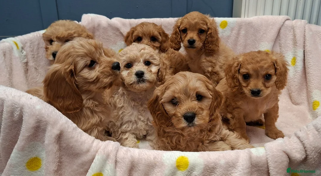 Cavapoochon dogs for sale: Gorgeous Cavapoochon Puppies for sale! - Advert 1
