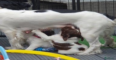 English Springer Spaniel dogs - Advert 1