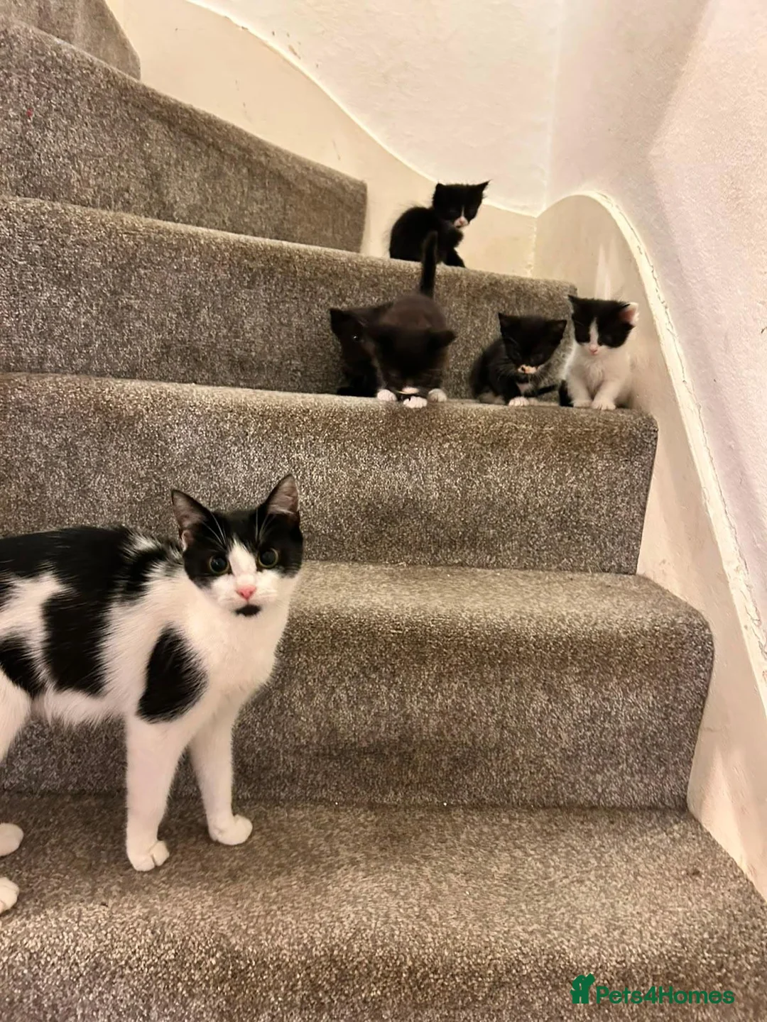 Domestic Shorthair cats for sale: Amazing kittens  in London - Advert 1