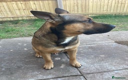 Mixed Breed dogs for sale: Male German sheppard x pocket bully in Wellington - Image 4