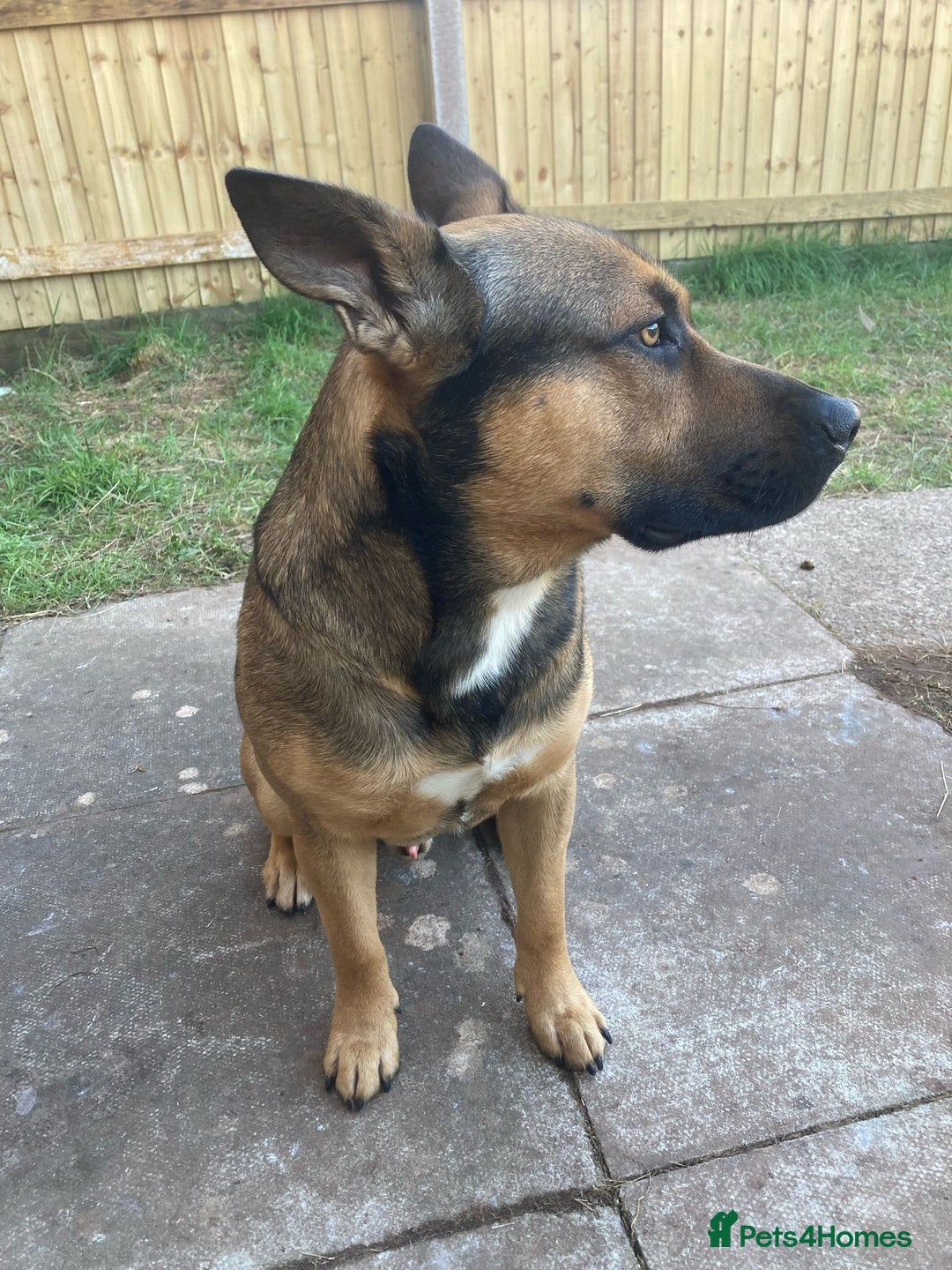 Mixed Breed dogs for sale: Male German sheppard x pocket bully in Wellington - Image 4