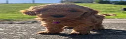 Poochon dogs for sale: 🐾 Beautiful Poochon Puppies – 4 Girls & 1 Boy 🐾 in Ruthin - Advert 40