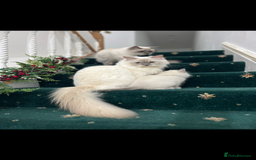 Ragdoll cats for sale: Extremely white Ragdoll boy! - Image 15