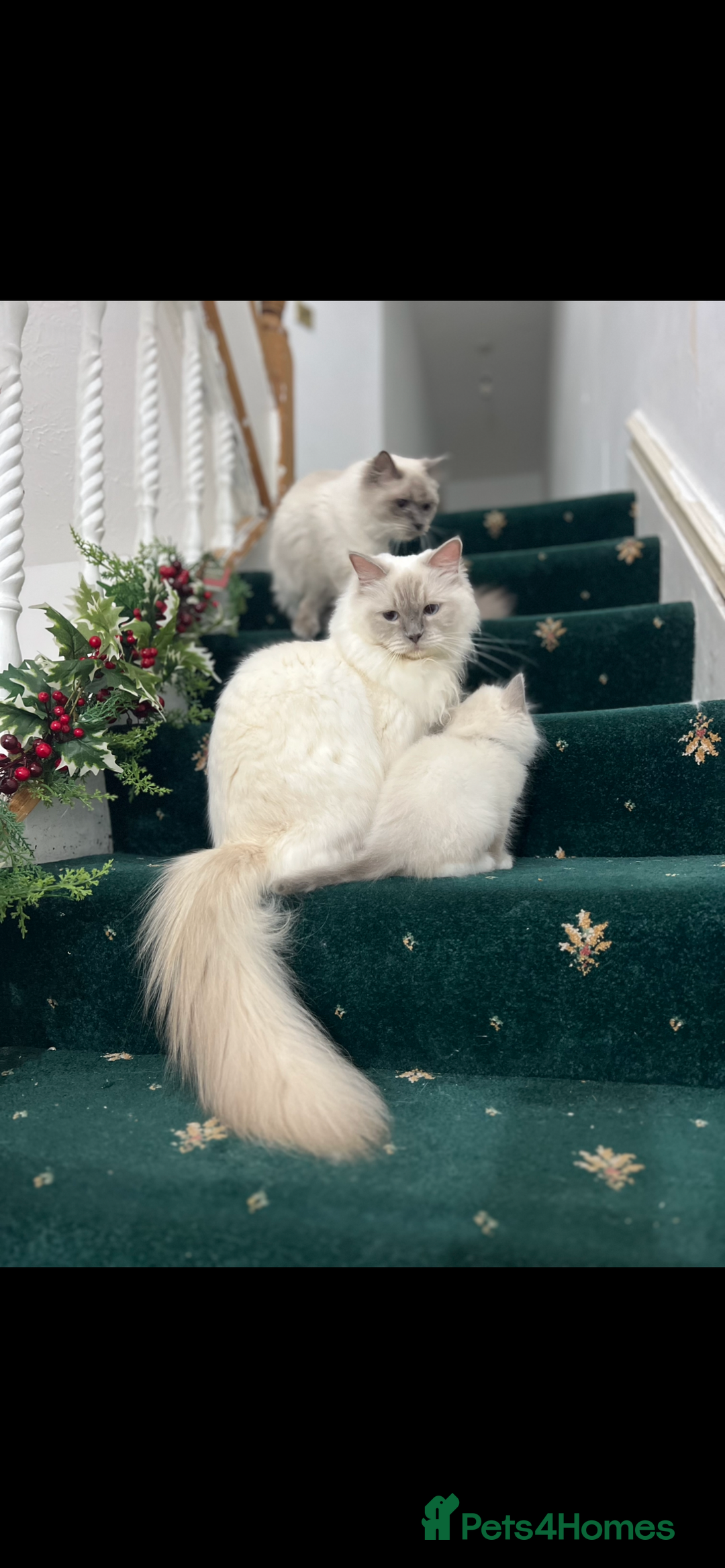 Ragdoll cats for sale: Extremely white Ragdoll boy! - Image 15