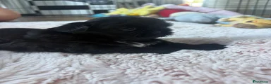 Shih Tzu 4