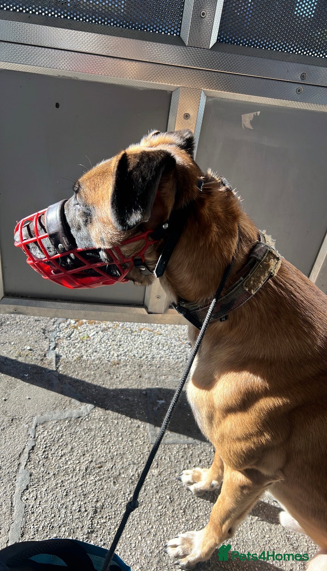 Mixed Breed dogs for sale: Zu - Belgian shepherd x Greyhound  - Advert 1