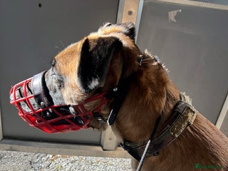 Mixed Breed dogs Zu - Belgian shepherd x Greyhound - Advert 1