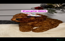 Toy Poodle dogs for sale: Poodles 🩷💙 - Advert 2