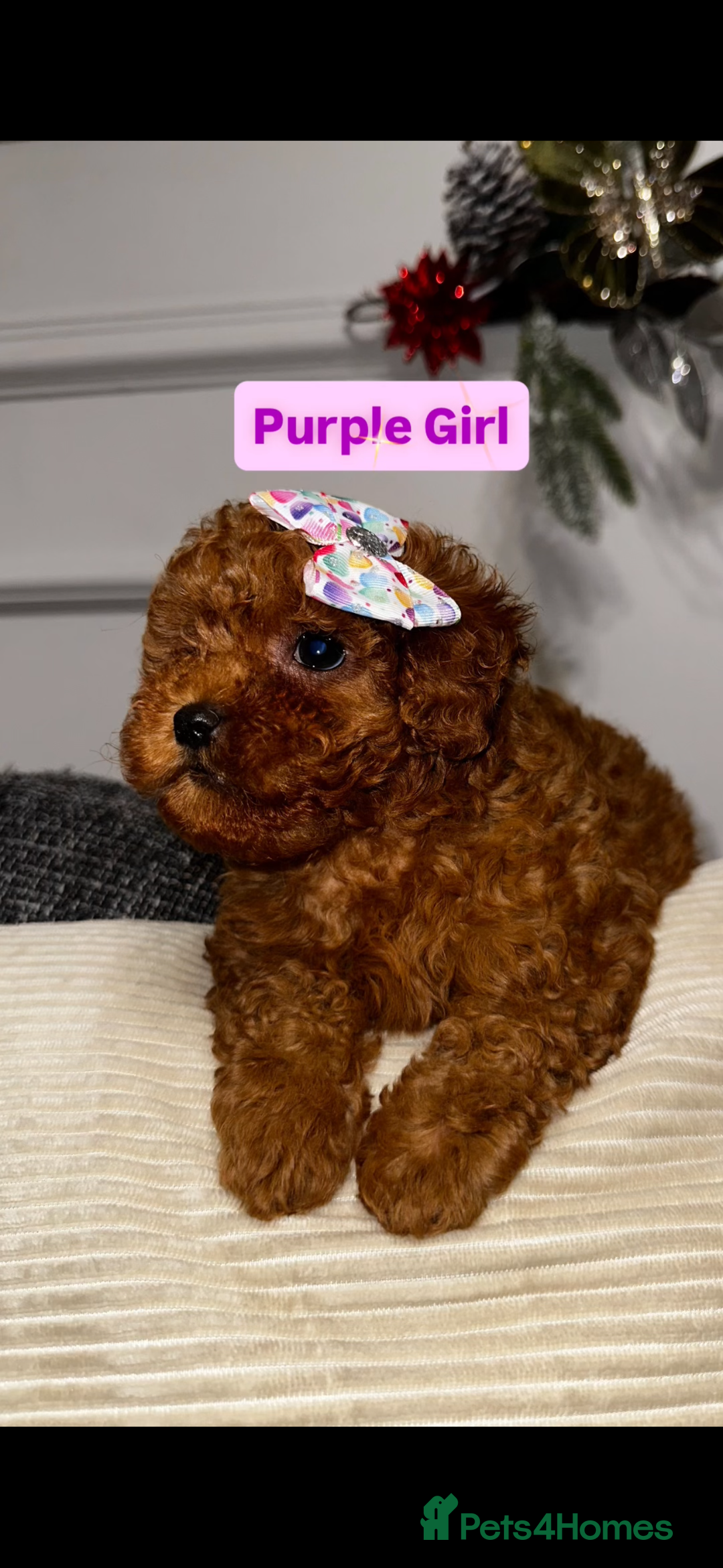 Toy Poodle dogs for sale: Poodles 🩷💙 - Advert 2