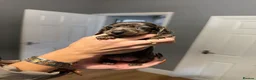 Miniature Dachshund dogs for sale: MINIATURE DACHSHUND PUPPIES 3 BOYS & 5 GIRLS 🐾 in Liverpool - Advert 7