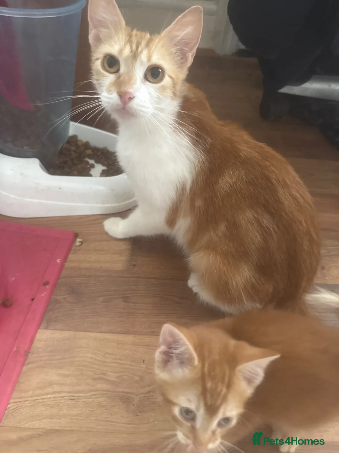 Mixed Breed cats for sale: British shorthair x kittens - Advert 1