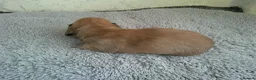 Miniature Dachshund dogs for sale: Stunning litter of Lh mini dachshunds  - Advert 9