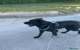 Mixed Breed dogs for adoption: Gorgeous mixed breed boy  - Image 5