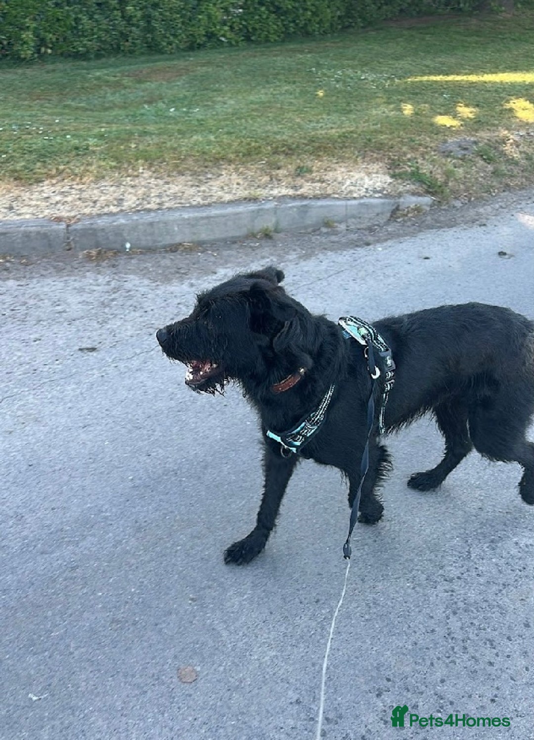 Mixed Breed dogs for adoption: Gorgeous mixed breed boy  - Image 5