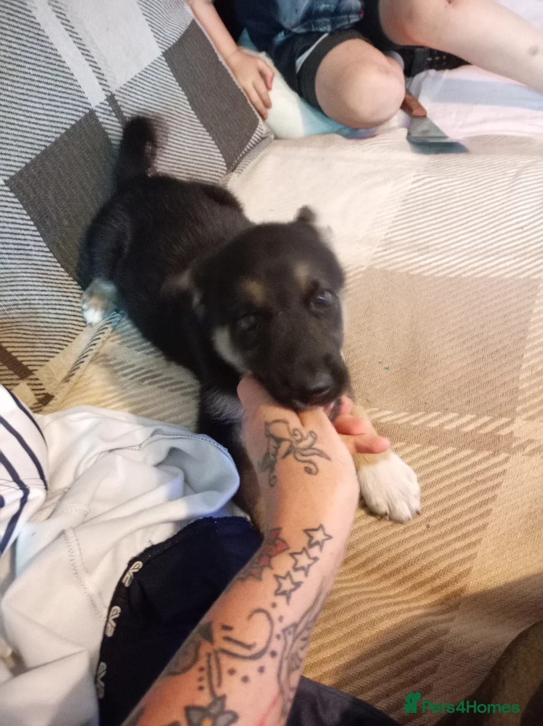 Mixed Breed dogs for sale: Puppies in Stourport-on-Severn - Advert 10