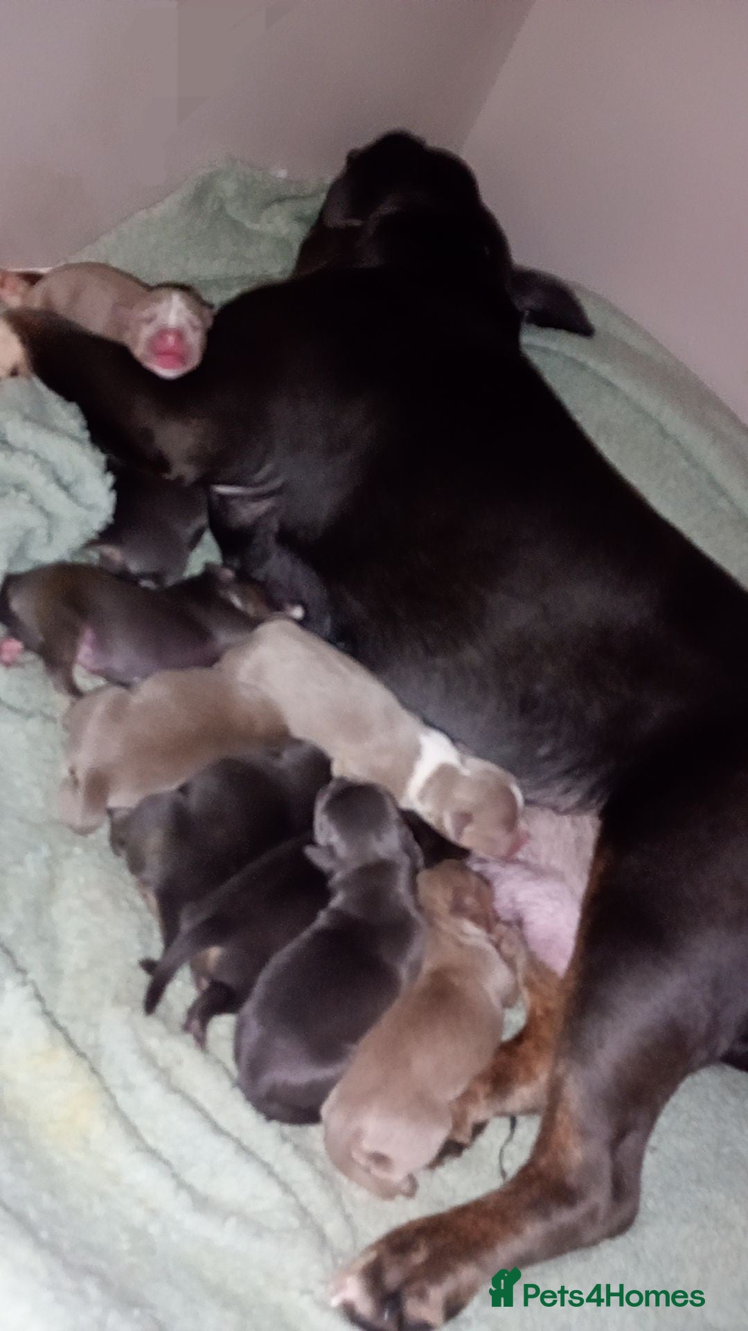 American Bully dogs for sale: Pocket bully - Advert 13