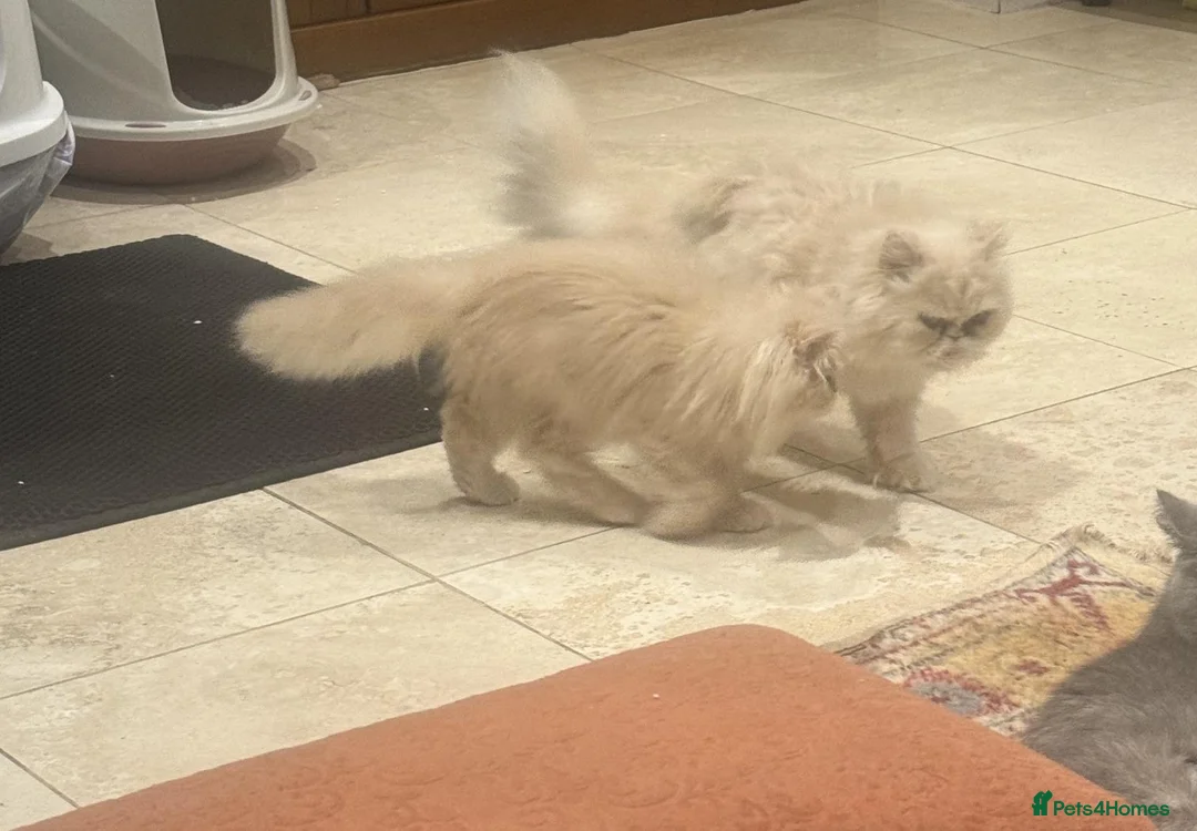 Persian cats for sale: Rare Petite Ginger Persian Boy - £950 - Advert 1