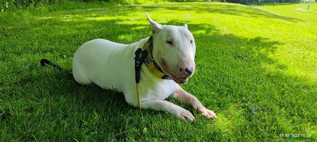English Bull Terrier dogs for stud: Proven Quality Stud KC (Crufts qualifier) Dorset in Poole - Advert 3