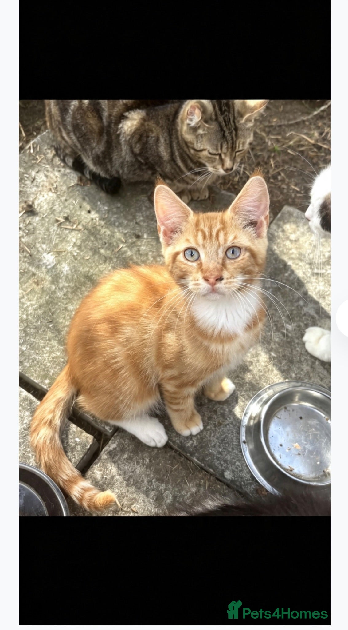 Maine Coon cats Last ginger Maine coon x  - Advert 3