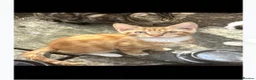 Maine Coon cats for sale: Last ginger Maine coon x  - Advert 1