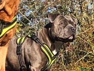 Staffordshire Bull Terrier dogs in Wellingborough - Advert 10
