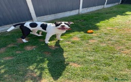 Staffordshire Bull Terrier dogs for sale: Beautiful Staffy needs new home - Image 1