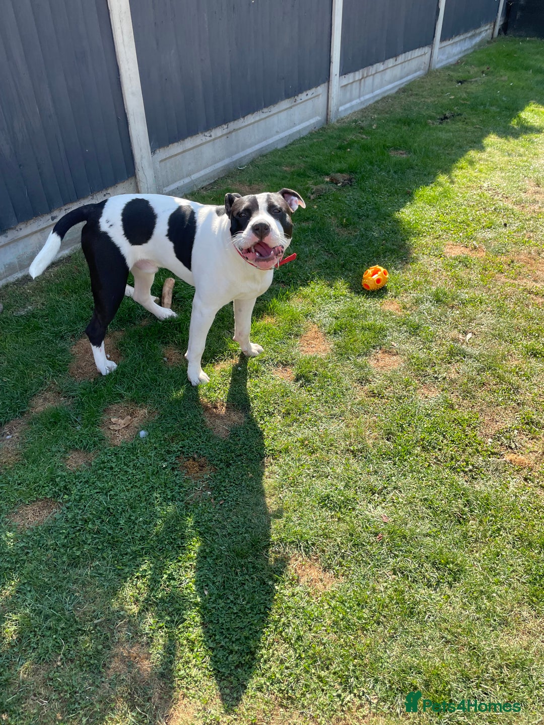 Staffordshire Bull Terrier dogs for sale: Beautiful Staffy needs new home - Image 1