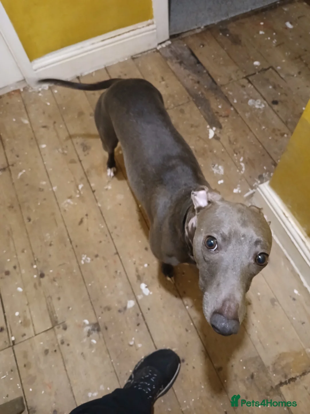 Mixed Breed dogs for sale: Baby yoda - Advert 2