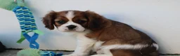 Cavalier King Charles Spaniel dogs for sale: PUG x CAVALIER puppies for sale  - Advert 11