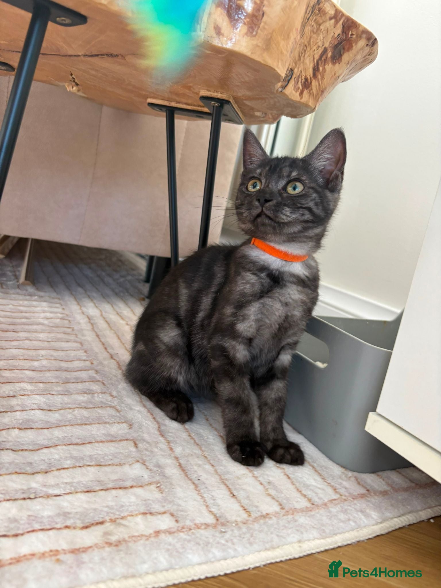 Mixed Breed cats Beautiful Female Kitten Ready for Her New Home! 🐾 - Advert 2