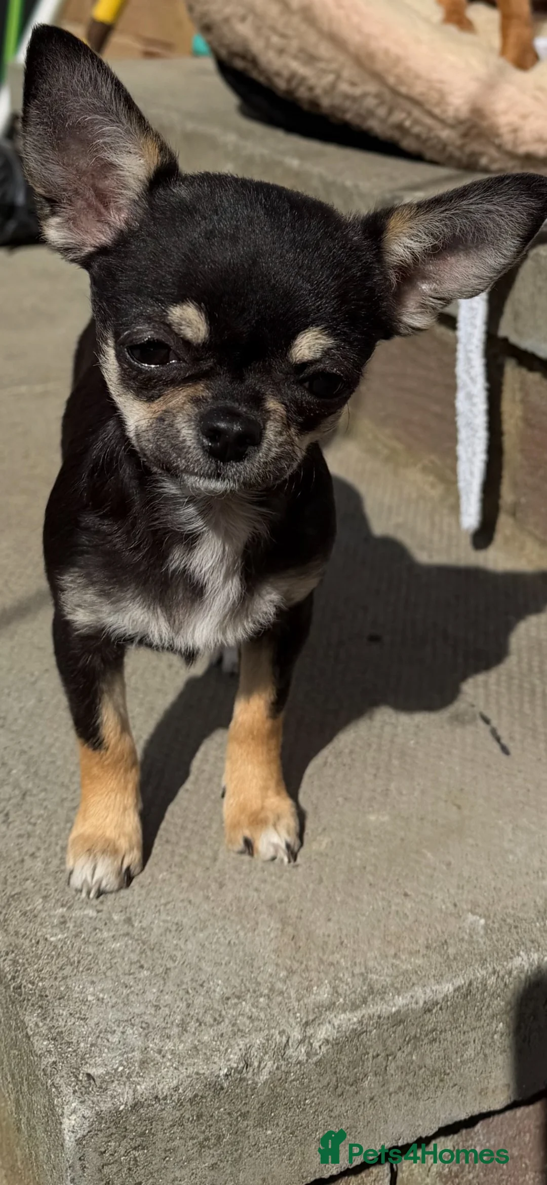 Chihuahua dogs for sale: 9 months old tiny chihuahua girl - Advert 2