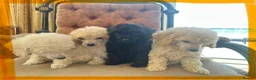 Miniature Poodle dogs for sale: Pedigree club registered Miniature poodles  - Advert 5