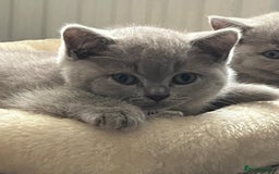 British Shorthair cats for sale: 2 girls available  - Image 2
