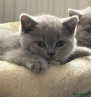 British Shorthair cats Only 1 girl available now - Advert 2