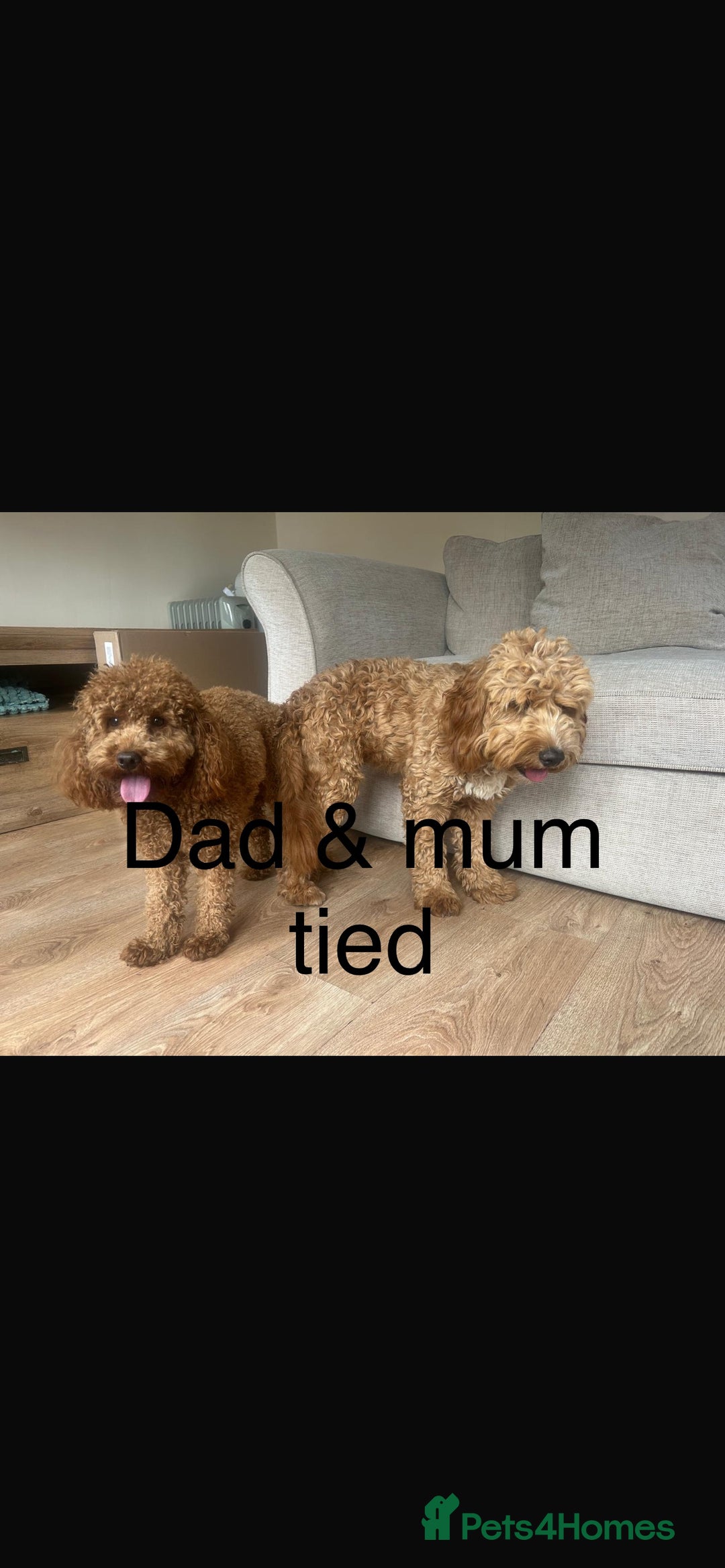 Cockapoo dogs for sale: F1b cockapoo  - Advert 13