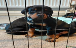 Dobermann dogs for sale: Doberman puppies looking for their forever home - Advert 3