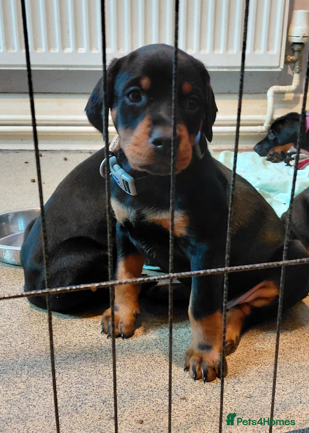 Dobermann dogs for sale: Doberman puppies looking for their forever home - Advert 3