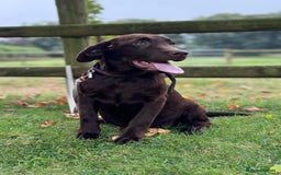 Labrador Retriever dogs for sale: Beautiful Dark Chocolate Labrador Retriever Bitch  - Image 1