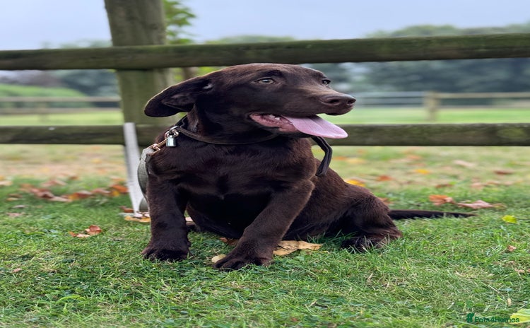Labrador Retriever dogs - Advert 7
