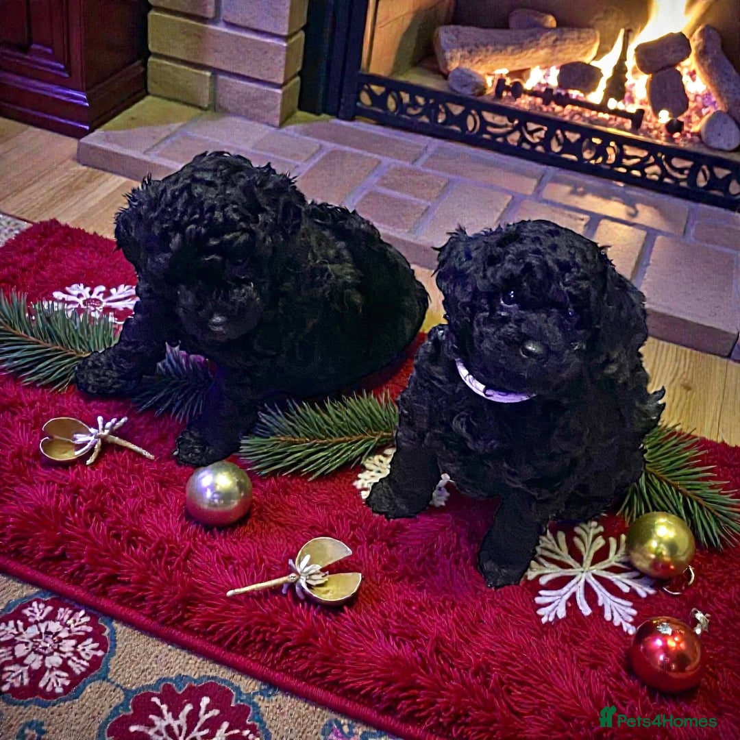 Toy Poodle dogs for sale: Black toy poodle male puppy excellent pedigree - Advert 10