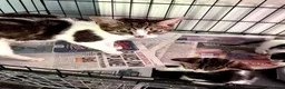Mixed Breed cats for adoption: Rescue Kittens - Advert 2