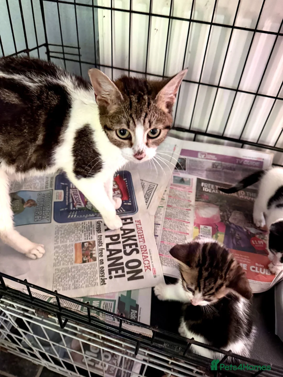 Mixed Breed cats for adoption: Rescue Kittens - Advert 2