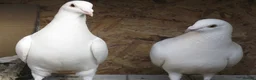 Pigeons birds for sale: White racing Pigeons ,long distance (Debar) - Advert 2