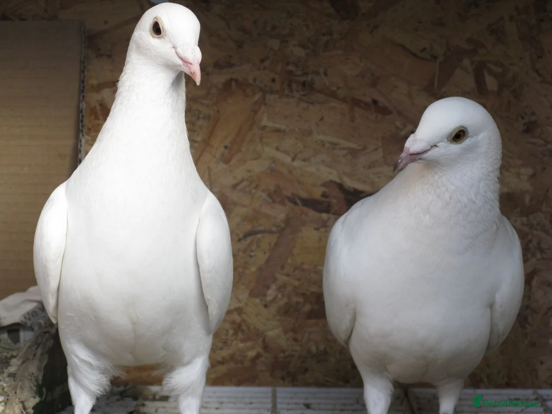 Pigeons birds for sale: White racing Pigeons ,long distance (Debar) - Advert 2