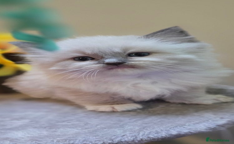 Ragdoll cats - Advert 1
