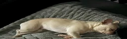 French Bulldog dogs for sale: Male French Bulldog - Polar - Advert 7